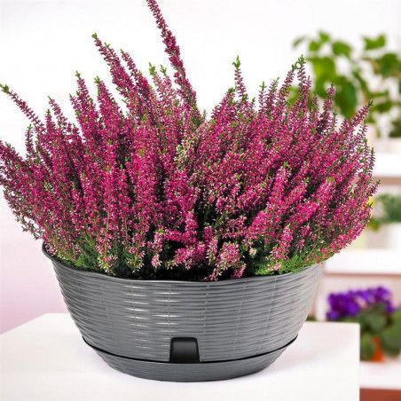 Pot de fleurs "PAGLIA" - Gris Anthracite - D 40 x H 17 cm