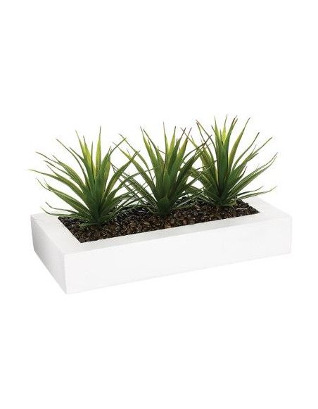 Centre de table - 3 Aloe Vera - H 17 cm