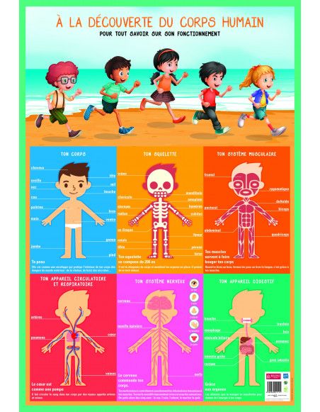 Poster pédagogique - Corps humain - 52 x 76 cm