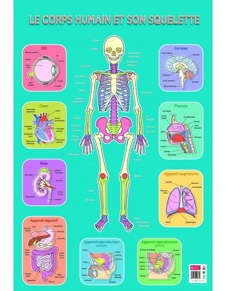 Poster pédagogique - Squelette Humain - 52 x 76 cm